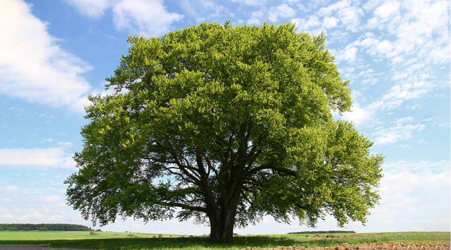 tree.png